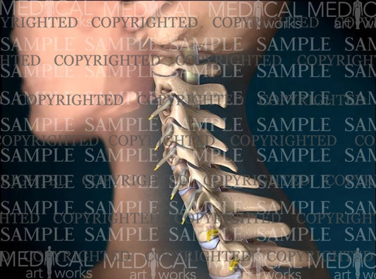 Female cervical spine normal anatomy