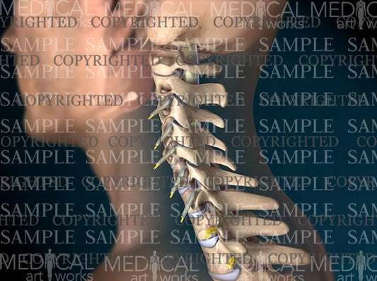Male cervical spine normal anatomy