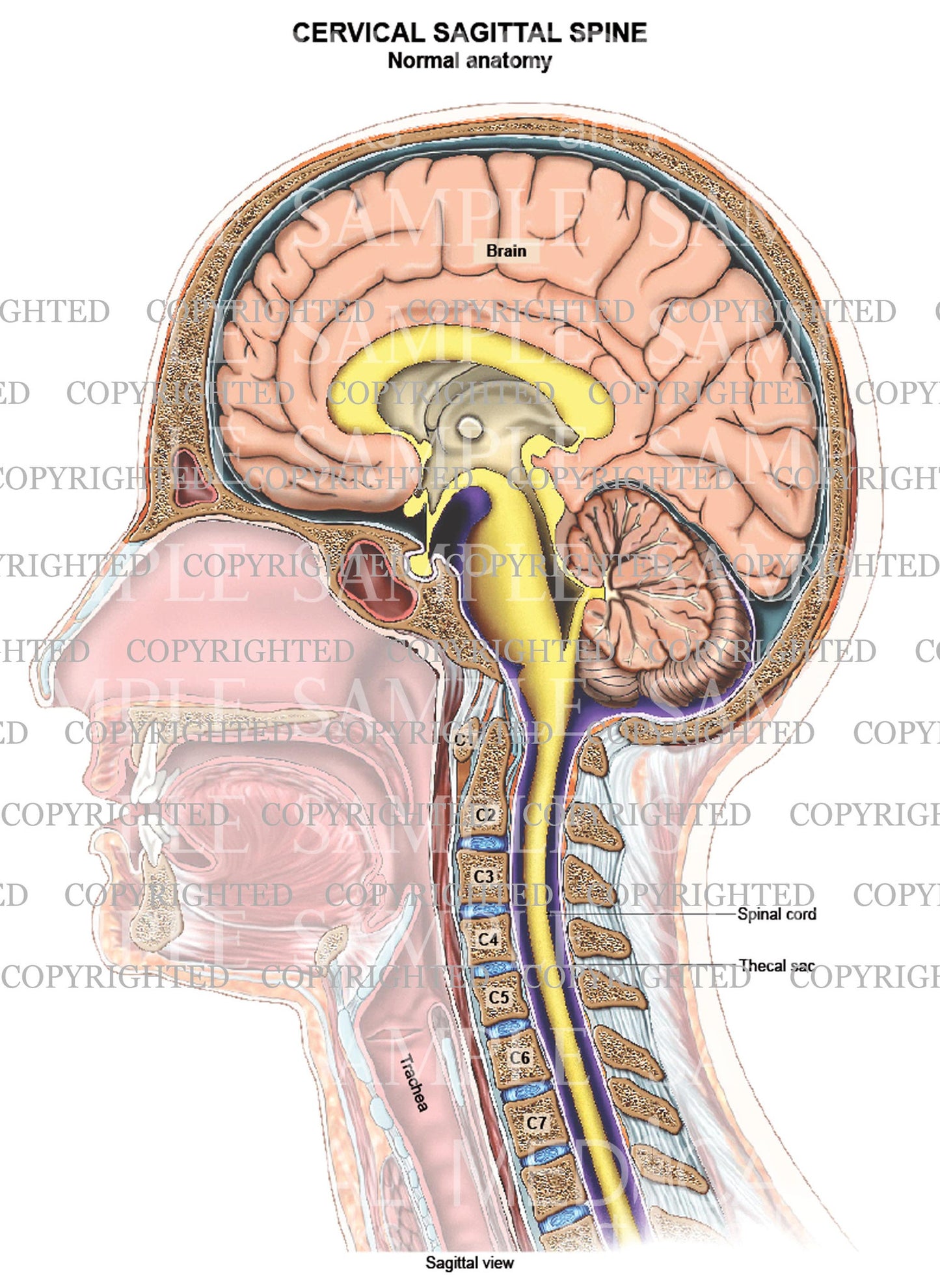 Cervical spine normal anatomy