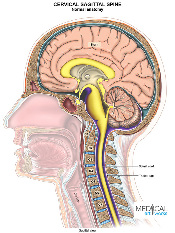 Cervical spine normal anatomy