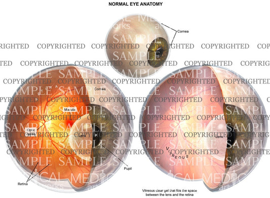 Normal eye anatomy with a wedge cut interior view