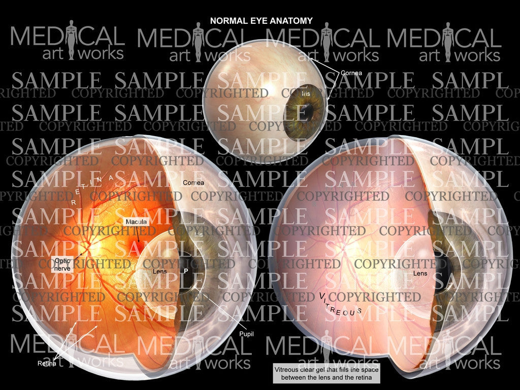 Normal eye anatomy 2