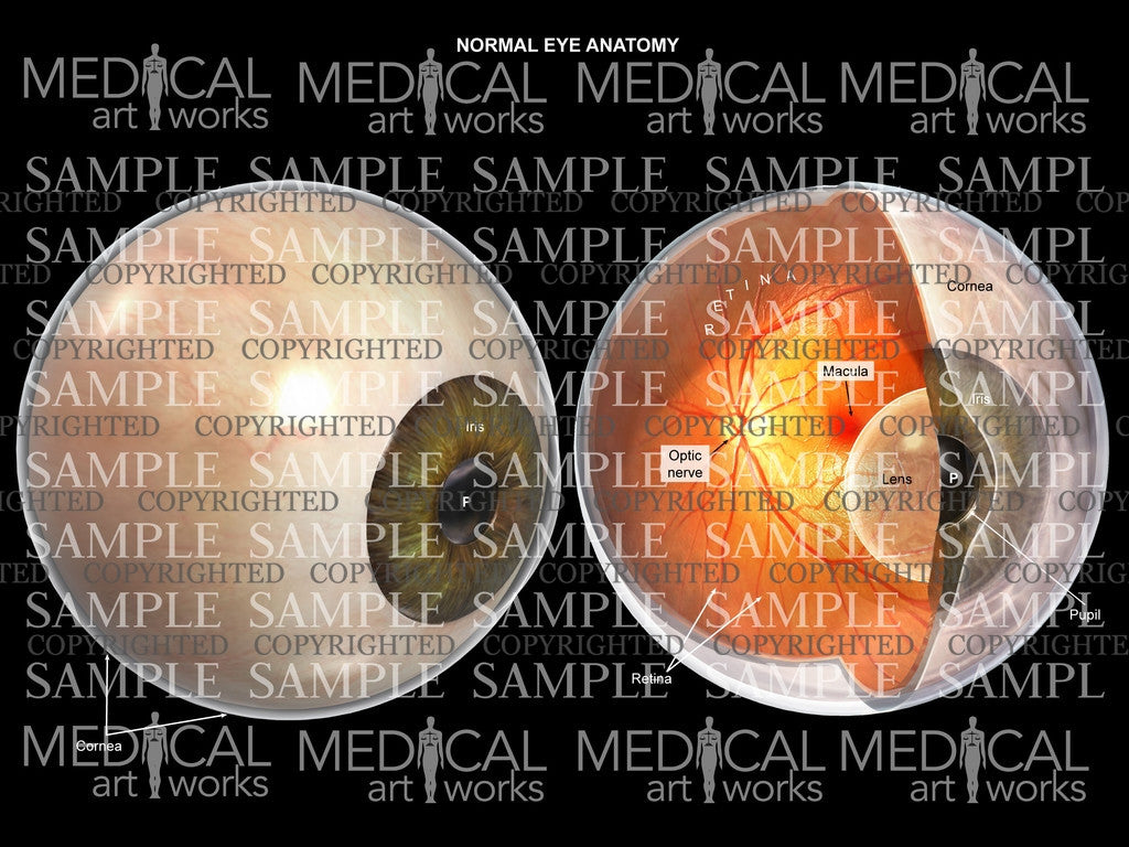 Normal eye anatomy with interior view
