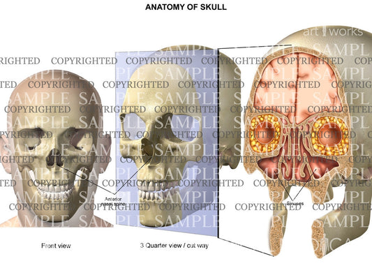 Anatomy of skull