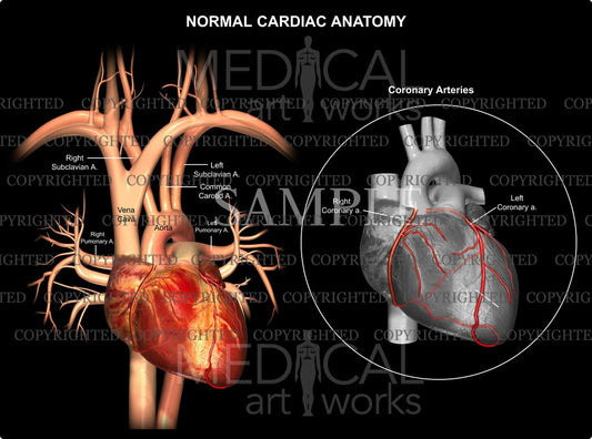 Normal Cardiac & Coronary Anatomy