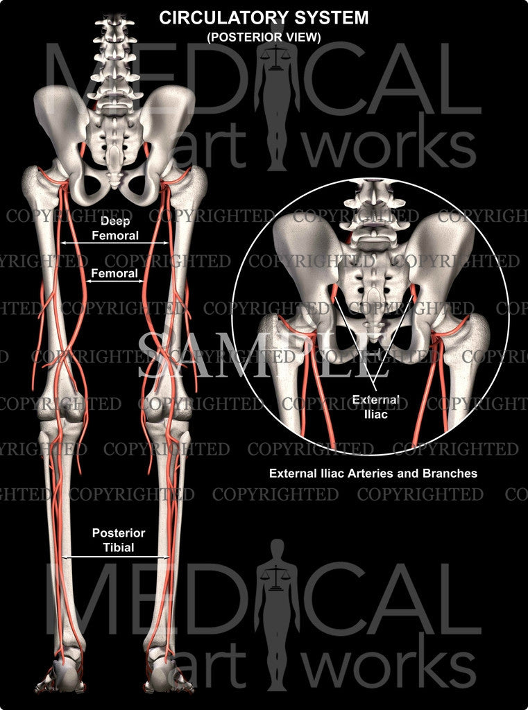 Lower body circulatory system posterior