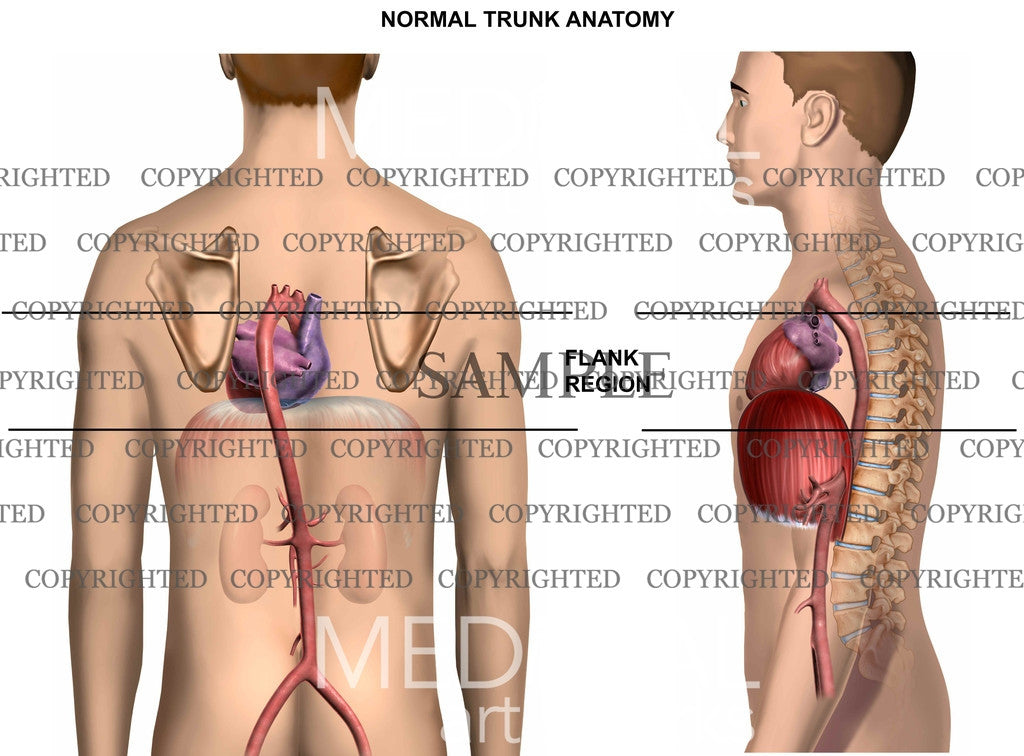 Flank region