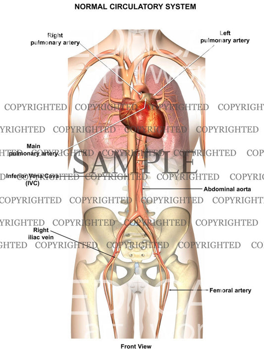 Normal Circulatory Anatomy 1