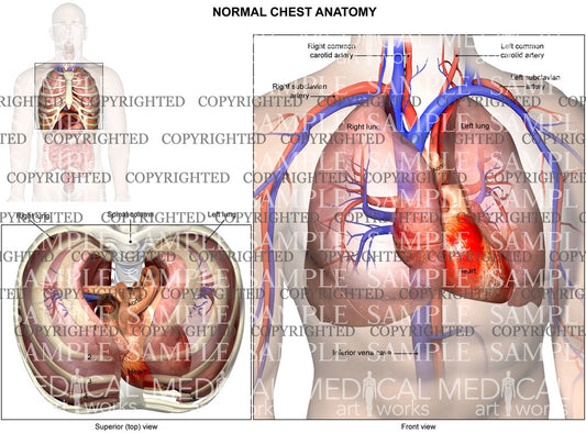 Internal normal anatomy of the cardiovascular system