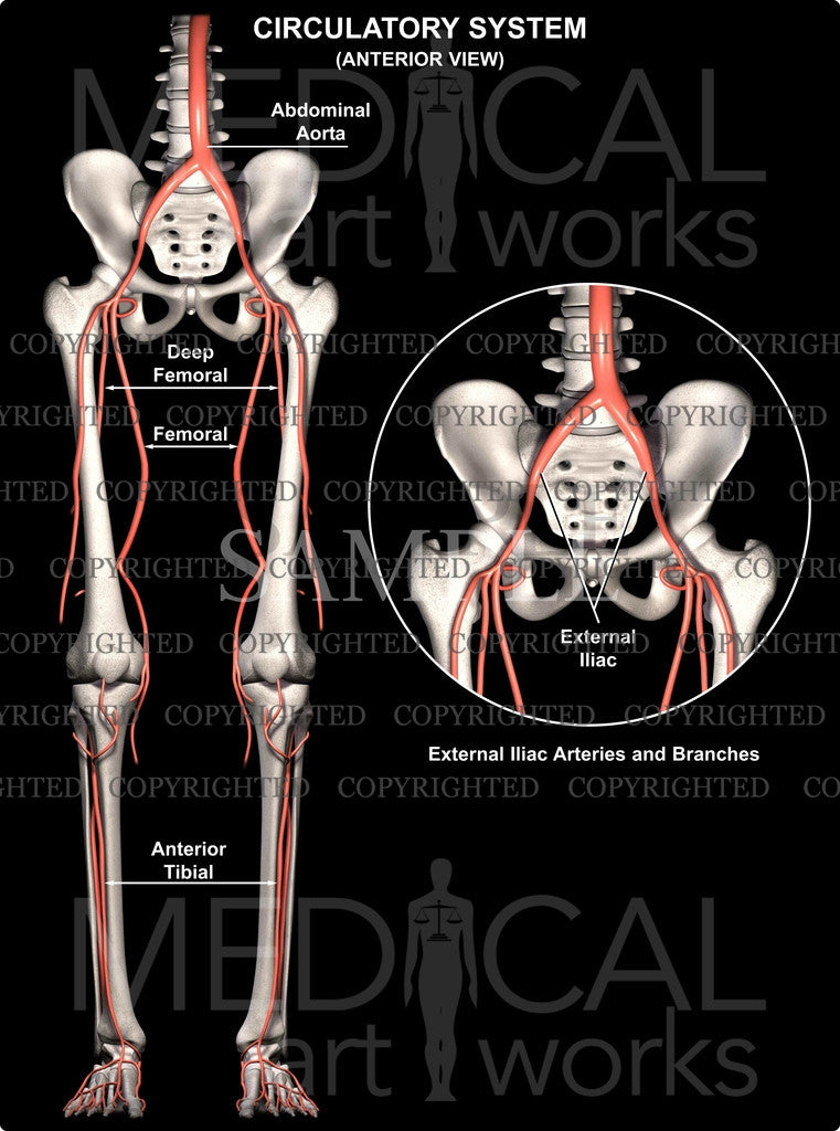 Lower body circulatory system anterior