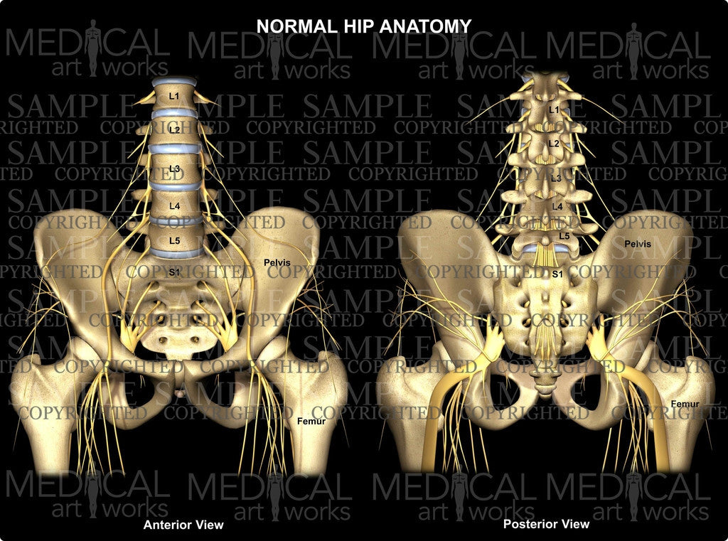 Normal Hip Anatomy