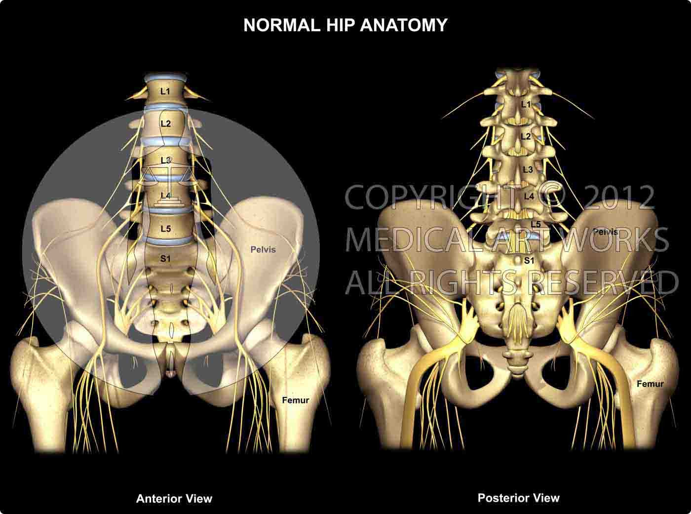 Normal Hip Anatomy