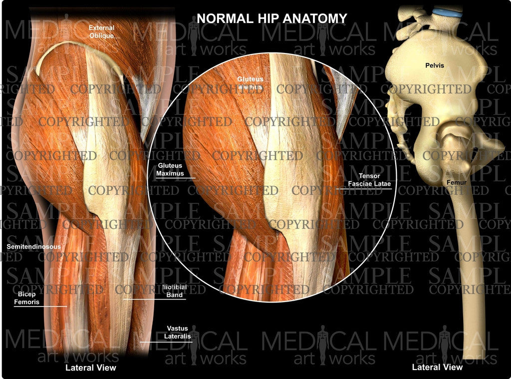 Normal Hip Anatomy Lateral view
