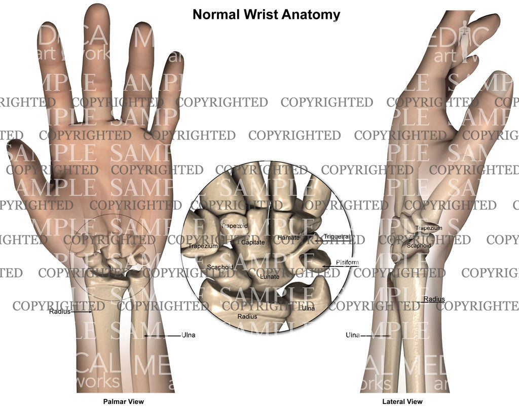 Normal wrist hand anatomy - all views