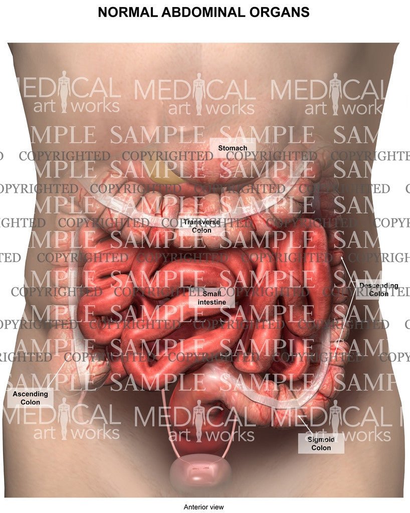 Normal abdominal organs