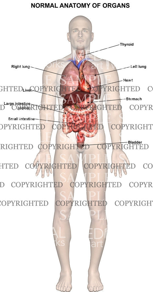 Normal chest and abdominal anatomy