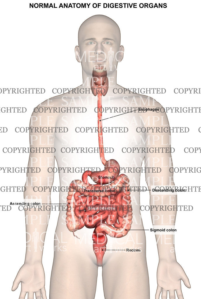 Normal digestive anatomy