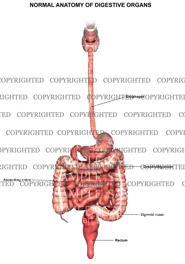 Digestive normal anatomy