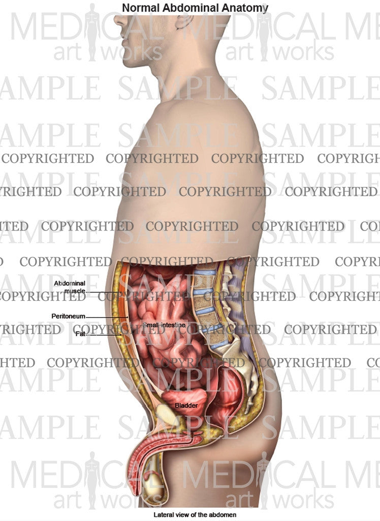 Lateral abdominal anatomy of male