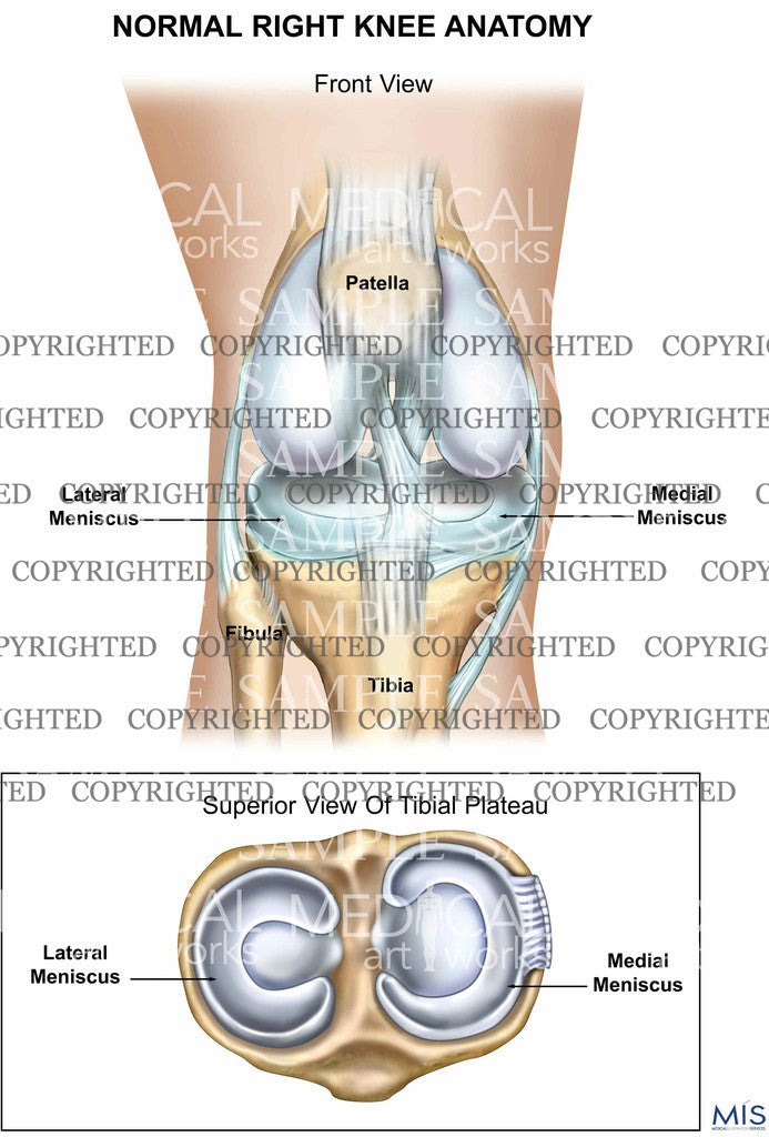 Normal Right Knee Anatomy