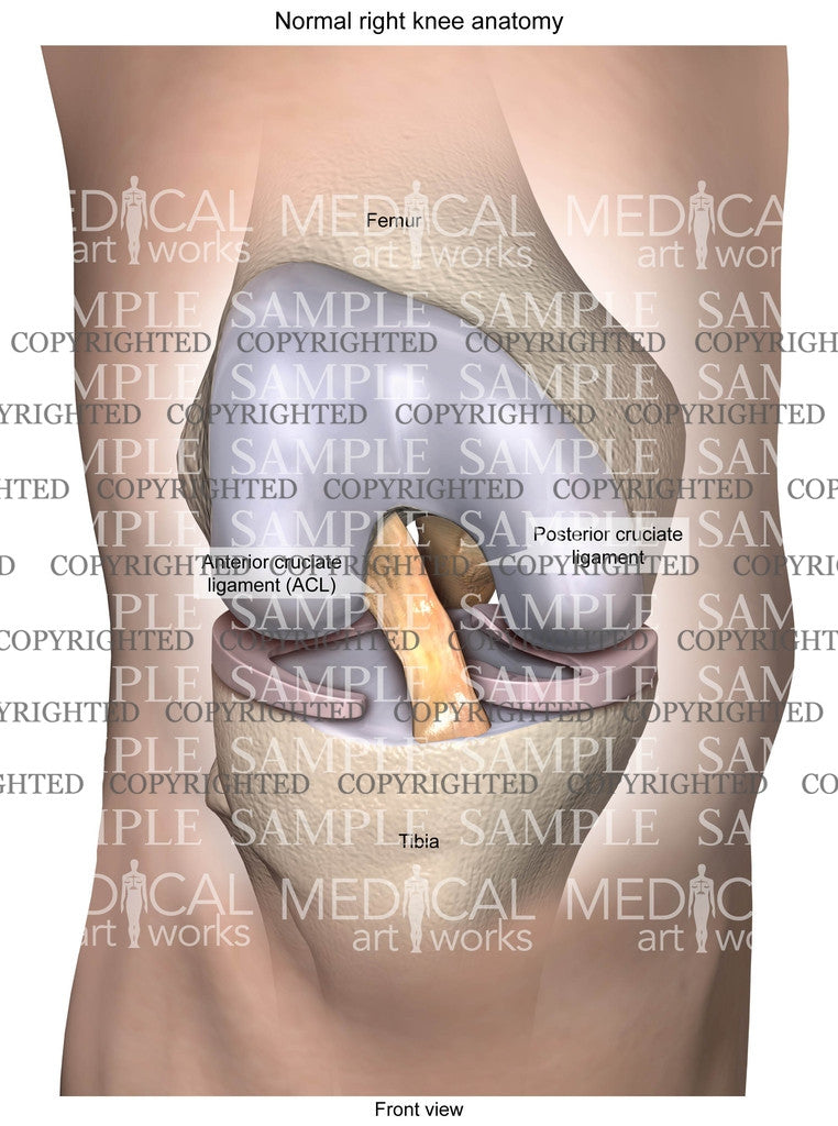 Normal Right Knee Anatomy 10