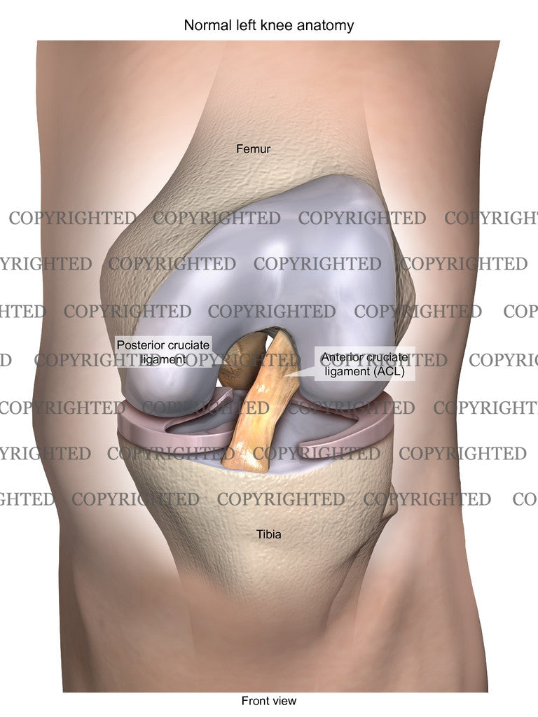 Normal Left Knee Anatomy 11