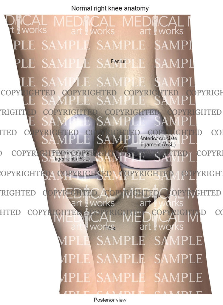 Normal Posterior Right Knee Anatomy