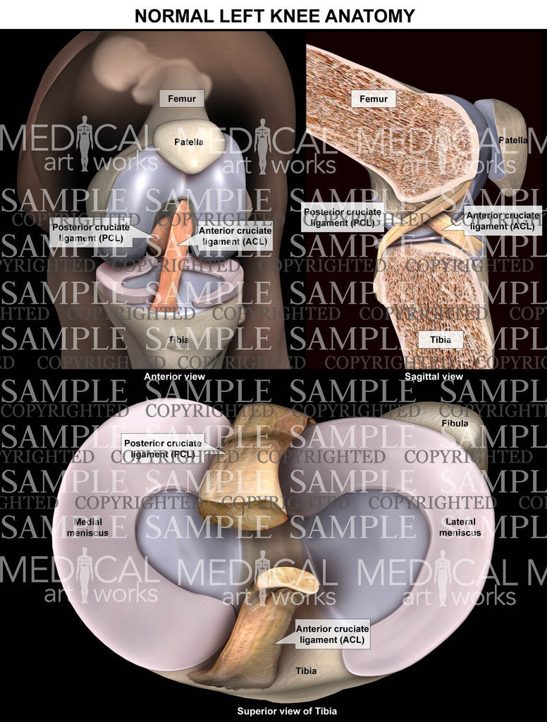 Normal Left Knee Anatomy - Superior - Sagittal - Front view