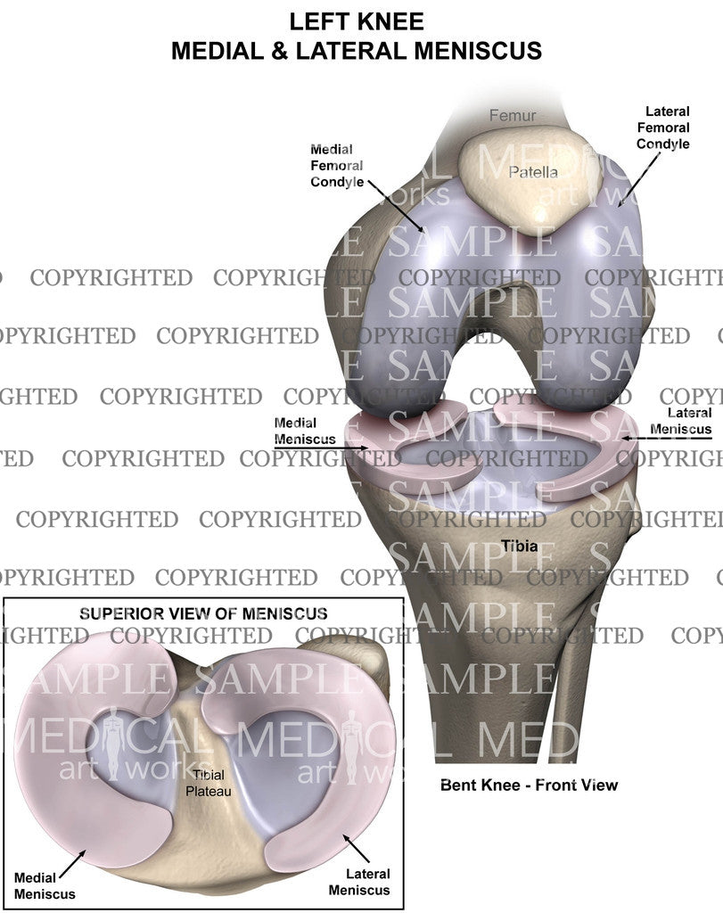 Left Knee normal anatomy