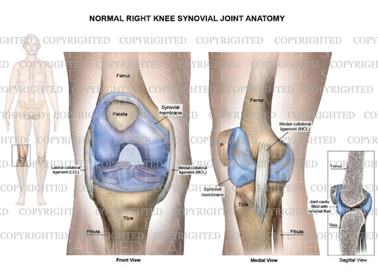 Normal right knee synovial joint anatomy - Collateral ligaments - Female