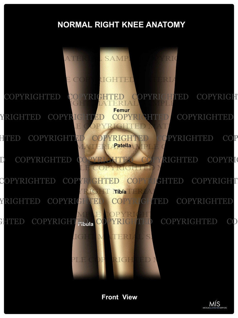 Anatomy of the Knee