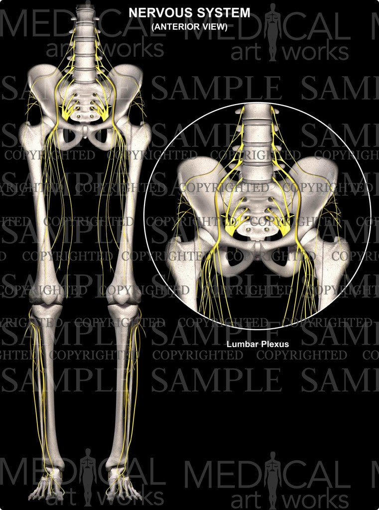 Normal Lumbar Anatomy Nerves