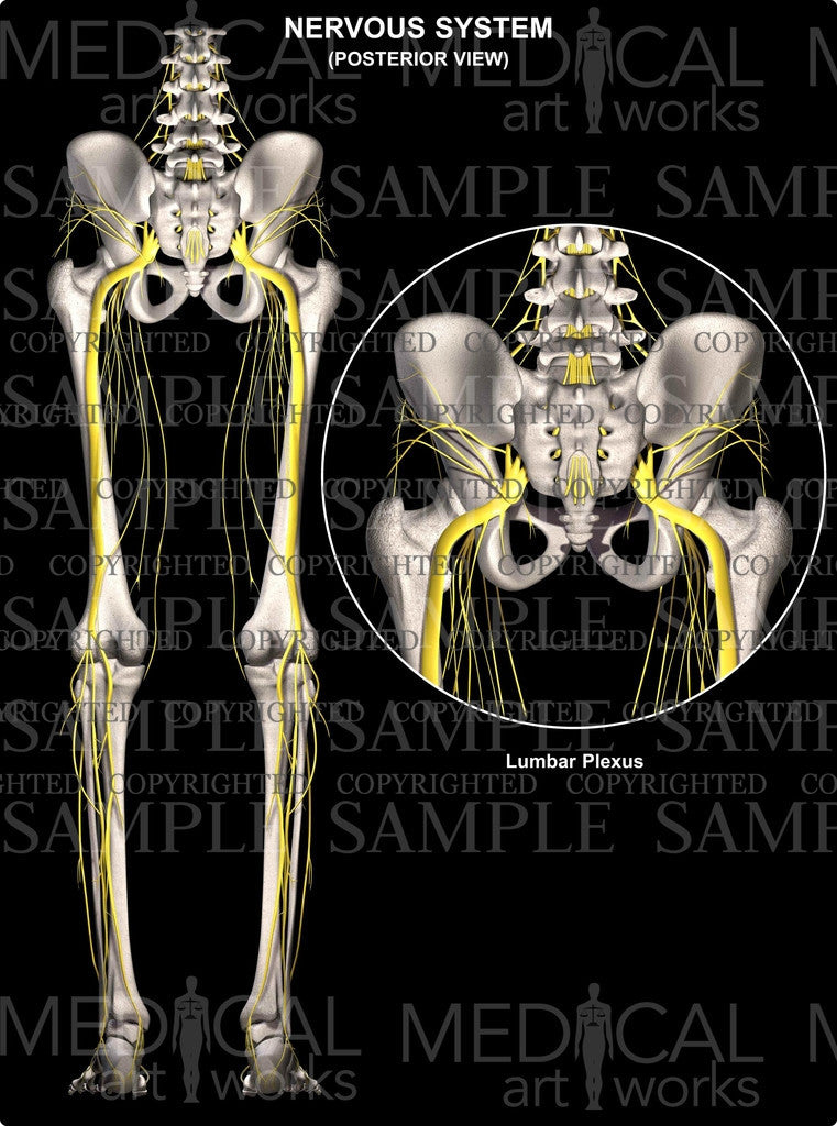 Normal Lumbar Anatomy Nerves Posterior