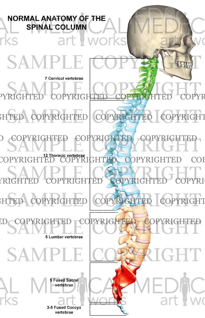 Normal Spinal Column Anatomy