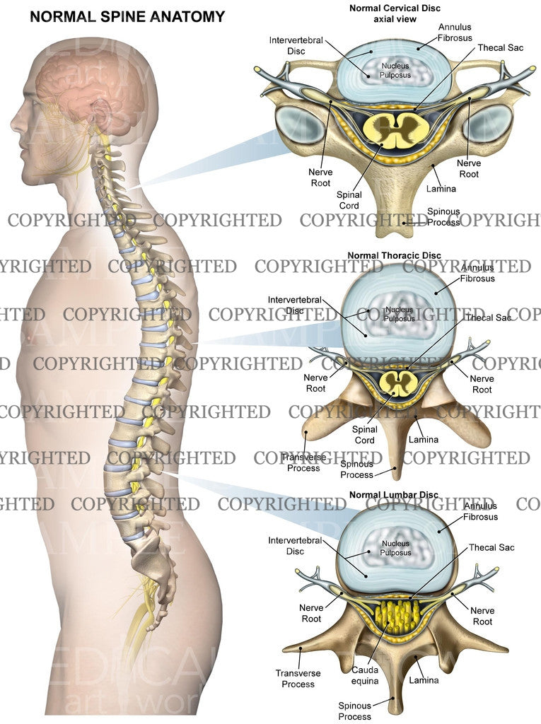 Normal anatomy of the lumbar spine