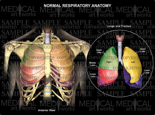 Normal Respiratory Anatomy Lungs