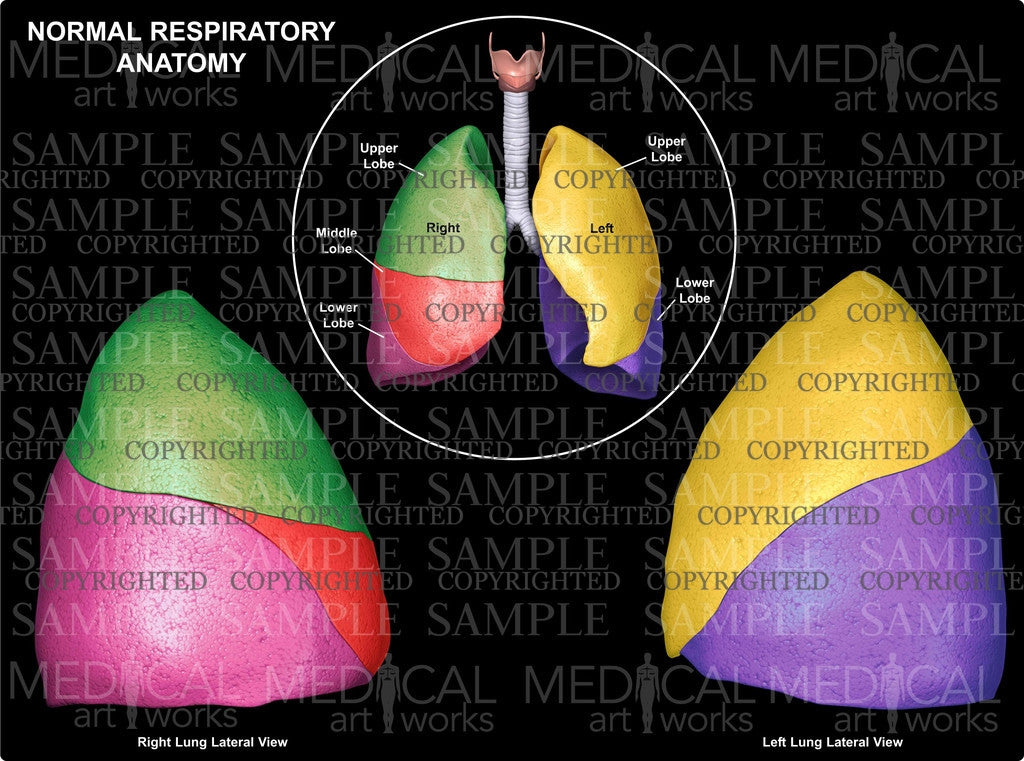 Normal Lobes of the Lungs