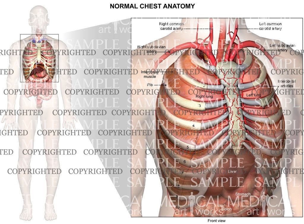 Internal normal anatomy of the chest