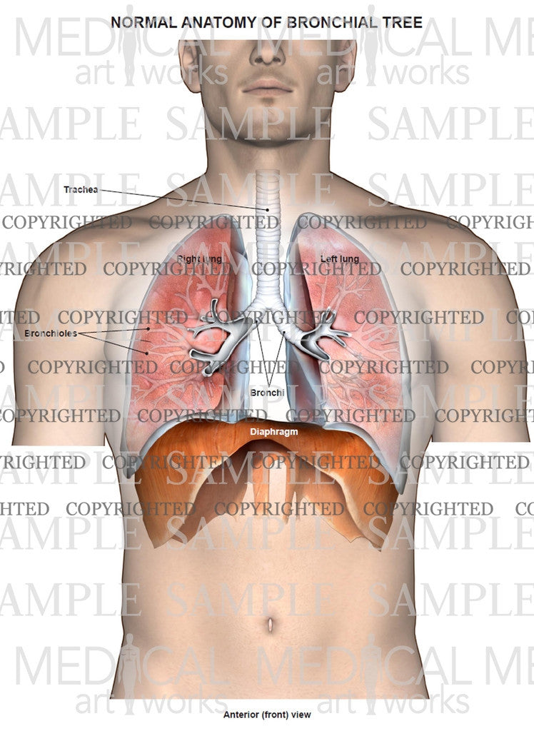 Normal anatomy of bronchial tree