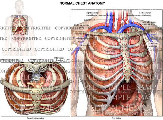 Internal normal anatomy of the chest in two views