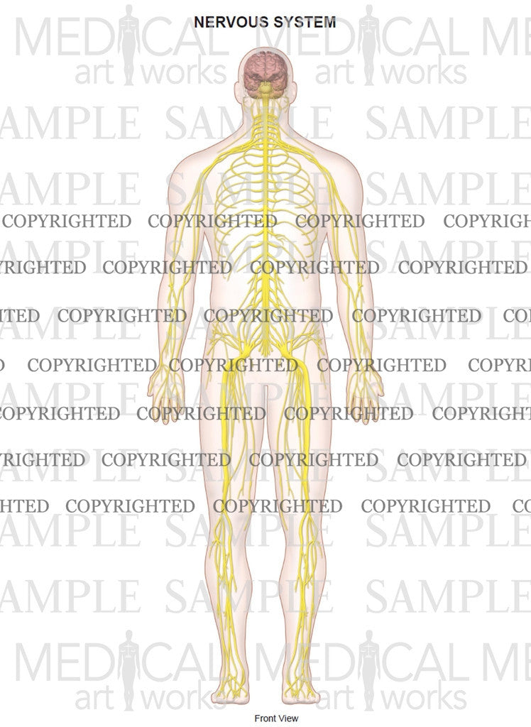 Nerve anatomy of full body