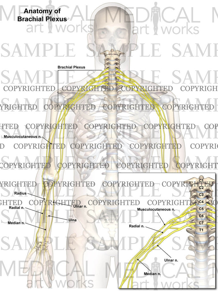 Nerve anatomy of brachial plexus