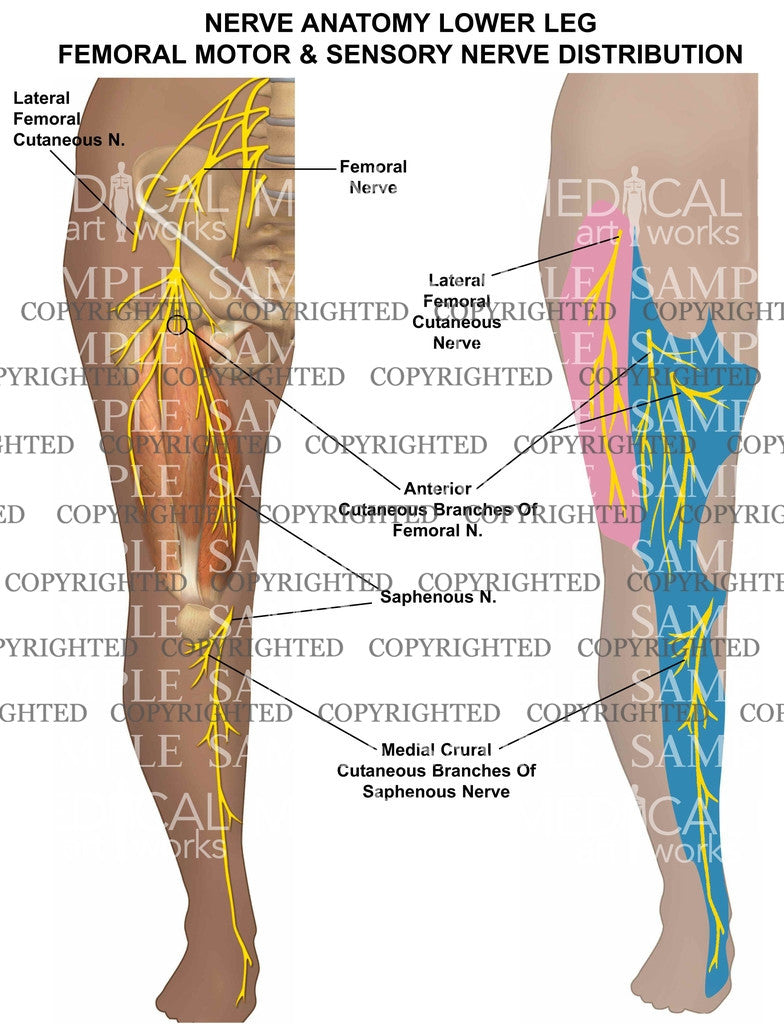Nerve anatomy lower leg – Medical Art Works