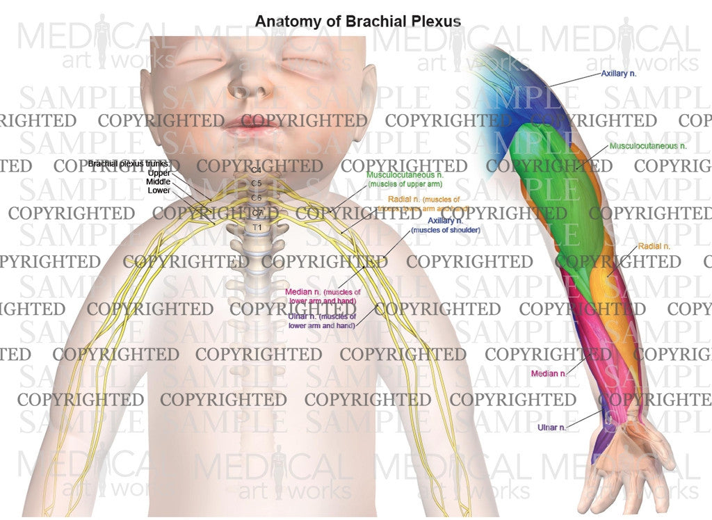 Normal anatomy of brachial plexus