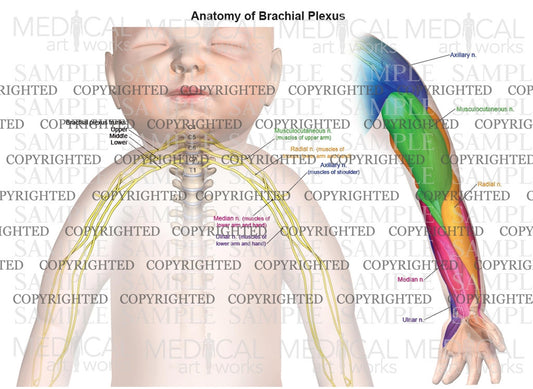 Normal anatomy of brachial plexus