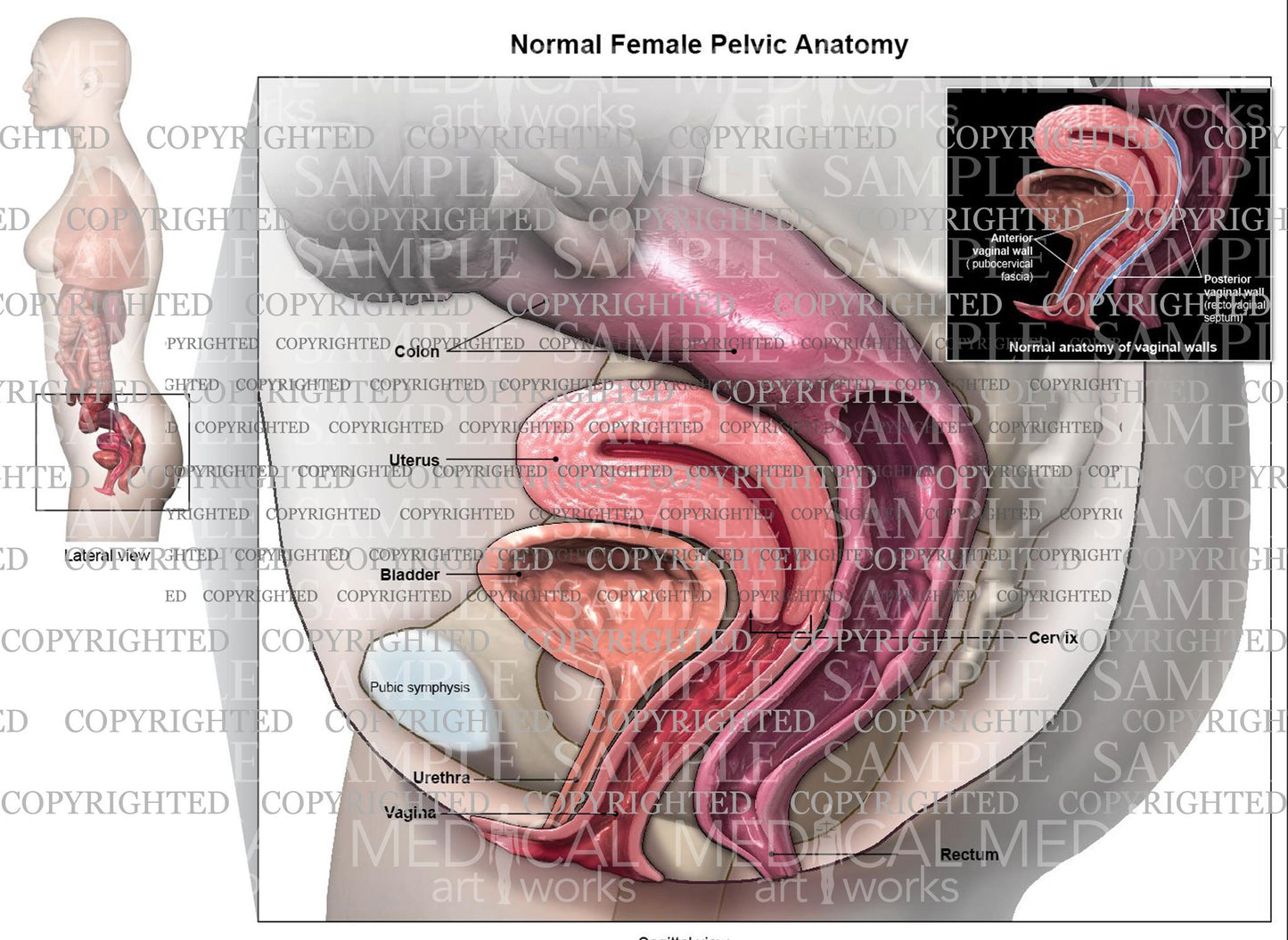 Normal female pelvic floor anatomy