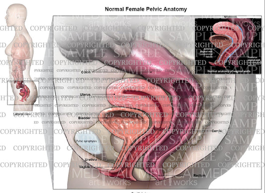 Normal female pelvic floor anatomy