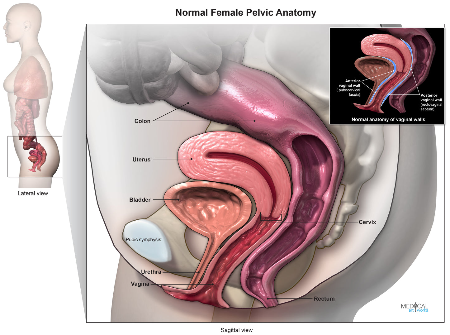 Normal female pelvic floor anatomy