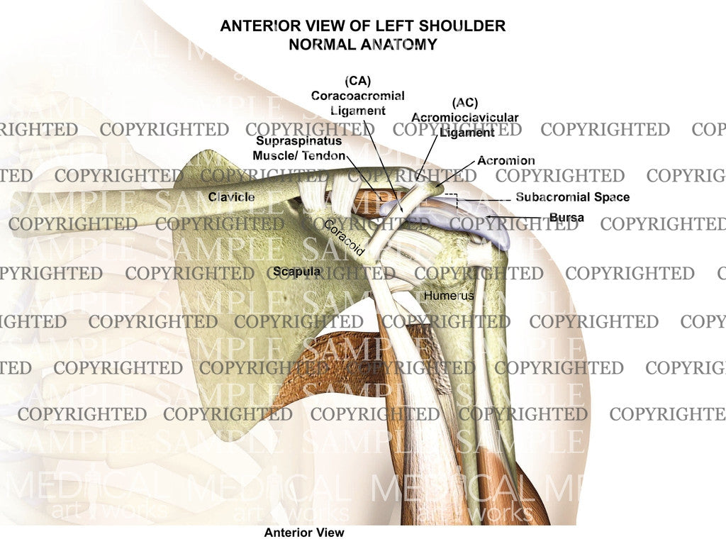 Normal Left Shoulder Anatomy