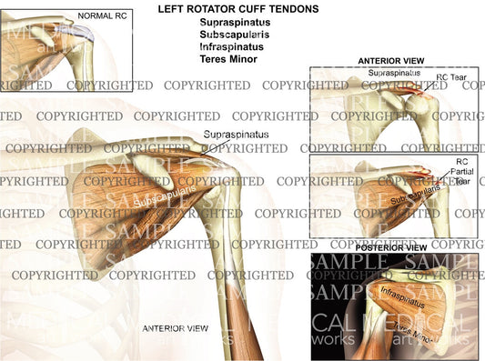 Rotator cuff anatomy